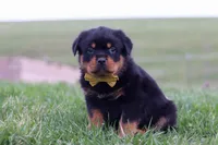 Rambo, a male Rottweiler for sale in Millersburg, OH – Photo 3 of 5
