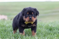 Rambo, a male Rottweiler for sale in Millersburg, OH – Photo 5 of 5