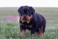 Rambo, a male Rottweiler for sale in Millersburg, OH – Photo 4 of 5