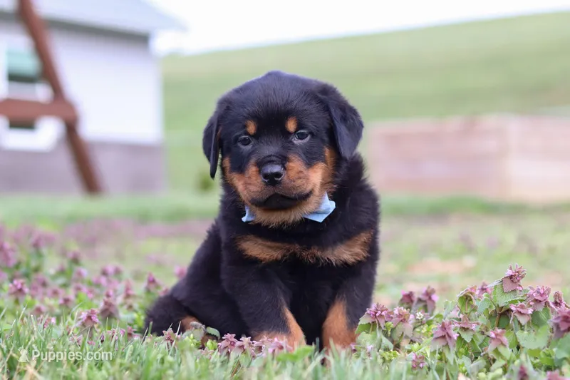 Roscoe – Rottweiler puppy for sale in Millersburg, OH