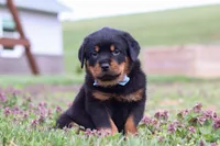 Roscoe, a male Rottweiler for sale in Millersburg, OH – Photo 1 of 10