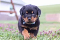 Roscoe, a male Rottweiler for sale in Millersburg, OH – Photo 3 of 10