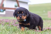 Roscoe, a male Rottweiler for sale in Millersburg, OH – Photo 10 of 10