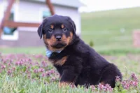 Roscoe, a male Rottweiler for sale in Millersburg, OH – Photo 6 of 10