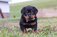 Roscoe, a male Rottweiler for sale in Millersburg, OH – Photo 2 of 10