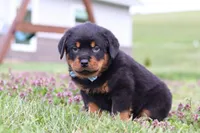 Roscoe, a male Rottweiler for sale in Millersburg, OH – Photo 7 of 10