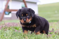 Roscoe, a male Rottweiler for sale in Millersburg, OH – Photo 5 of 10