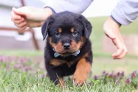 Roscoe, a male Rottweiler for sale in Millersburg, OH – Photo 8 of 10