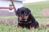 Roscoe, a male Rottweiler for sale in Millersburg, OH – Photo 9 of 10