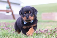 Roscoe, a male Rottweiler for sale in Millersburg, OH – Photo 4 of 10