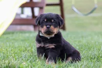 Ryder, a male Rottweiler for sale in Millersburg, OH – Photo 1 of 5