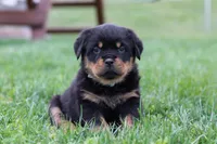 Ryder, a male Rottweiler for sale in Millersburg, OH – Photo 3 of 5