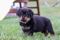 Ryder, a male Rottweiler for sale in Millersburg, OH – Photo 5 of 5