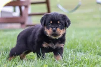 Ryder, a male Rottweiler for sale in Millersburg, OH – Photo 4 of 5