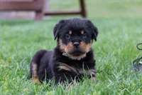 Ryder, a male Rottweiler for sale in Millersburg, OH – Photo 2 of 5