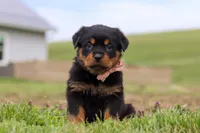 Rose, a female Rottweiler for sale in Millersburg, OH – Photo 2 of 5