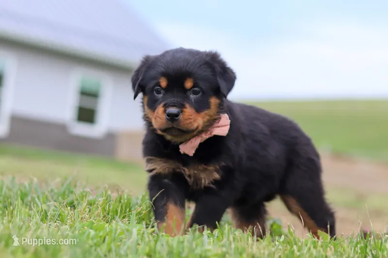 Rose – Rottweiler puppy for sale in Millersburg, OH