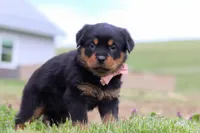 Rose, a female Rottweiler for sale in Millersburg, OH – Photo 4 of 5