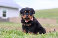 Rose, a female Rottweiler for sale in Millersburg, OH – Photo 5 of 5