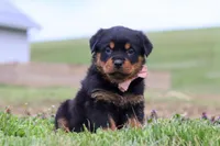 Rose, a female Rottweiler for sale in Millersburg, OH – Photo 3 of 5