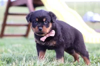 Rita, a female Rottweiler for sale in Millersburg, OH – Photo 7 of 7
