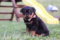 Rita, a female Rottweiler for sale in Millersburg, OH – Photo 4 of 7