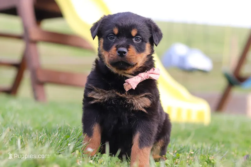 Rita – Rottweiler puppy for sale in Millersburg, OH