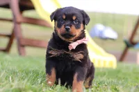 Rita, a female Rottweiler for sale in Millersburg, OH – Photo 1 of 7