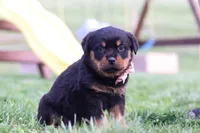 Rita, a female Rottweiler for sale in Millersburg, OH – Photo 5 of 7
