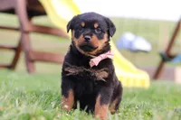 Rita, a female Rottweiler for sale in Millersburg, OH – Photo 3 of 7
