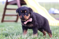 Rita, a female Rottweiler for sale in Millersburg, OH – Photo 6 of 7