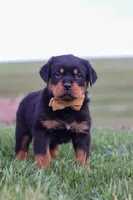 Rocky, a male Rottweiler for sale in Millersburg, OH – Photo 8 of 8