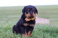 Rocky, a male Rottweiler for sale in Millersburg, OH – Photo 2 of 8