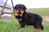 Rocky, a male Rottweiler for sale in Millersburg, OH – Photo 5 of 8