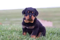 Rocky, a male Rottweiler for sale in Millersburg, OH – Photo 3 of 8