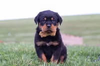 Rocky, a male Rottweiler for sale in Millersburg, OH – Photo 4 of 8