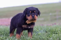 Rocky, a male Rottweiler for sale in Millersburg, OH – Photo 6 of 8