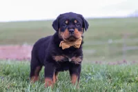 Rocky, a male Rottweiler for sale in Millersburg, OH – Photo 7 of 8