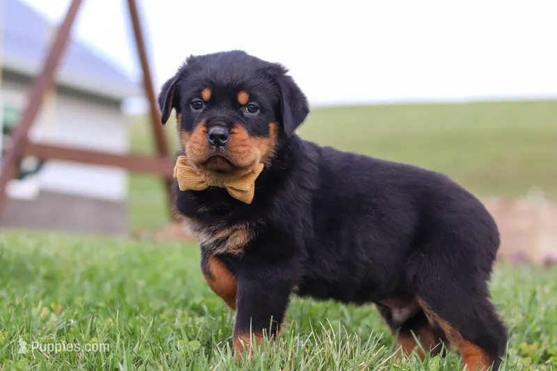 Rocky – Rottweiler puppy for sale in Millersburg, OH