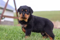 Rocky, a male Rottweiler for sale in Millersburg, OH – Photo 1 of 8