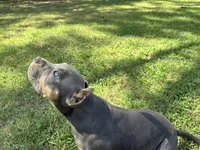 Yellow (YoYo), a female American Pit Bull Terrier for sale in Palmyra, TN – 4 of 8