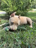 Green (Ivy), a female American Pit Bull Terrier for sale in Palmyra, TN – 6 of 9