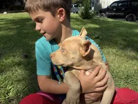 Green (Ivy), a female American Pit Bull Terrier for sale in Palmyra, TN – 5 of 9