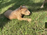 Red, a male American Pit Bull Terrier for sale in Palmyra, TN – 4 of 7