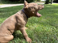 Blue, a male American Pit Bull Terrier for sale in Palmyra, TN – 3 of 6