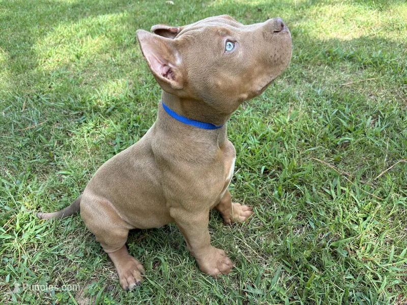 Blue – American Pit Bull Terrier puppy for sale in Palmyra, TN