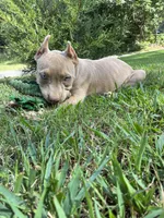 Green (Ivy), a female American Pit Bull Terrier for sale in Palmyra, TN – 7 of 9