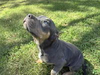 Yellow (YoYo), a female American Pit Bull Terrier for sale in Palmyra, TN – 3 of 8