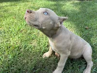 Green (Ivy), a female American Pit Bull Terrier for sale in Palmyra, TN – 2 of 9