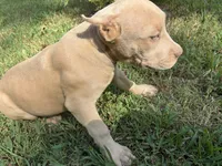 Green (Ivy), a female American Pit Bull Terrier for sale in Palmyra, TN – 4 of 9